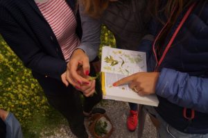 Teilnehmer studieren Pflanzenführer